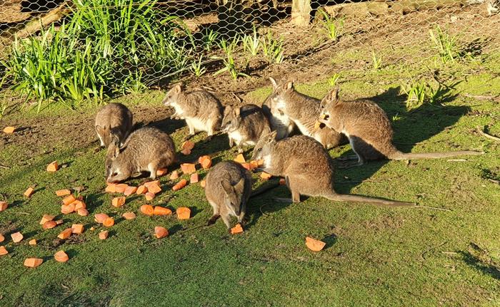 Parma wallabies at a private enclosure in Australia