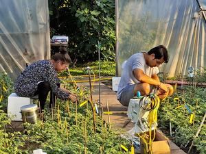 The Viennese authors of the Study: l.t.r. Anke Bellaire and Arindam Ghatak collected chickpea leaves from the field and measured the physiological parameters