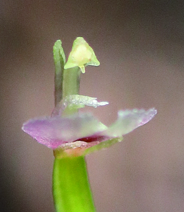 250123-Suetsugu-Stigmatodactylus-Flower