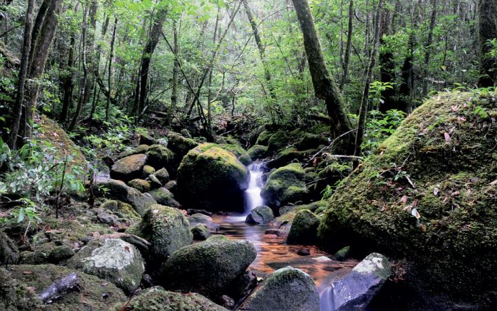 Elfin Forest on Langbian Plateau, Southern Vietnam