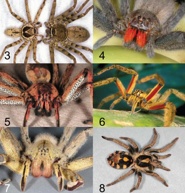 Spiders Commonly Found in International Cargo