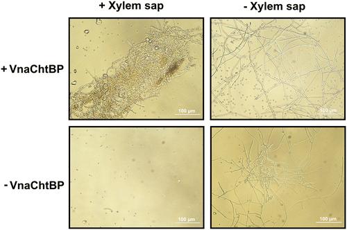 Micrographs of Trichoderma Viride Germinating Spores