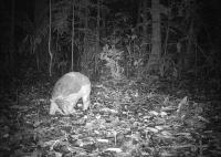 A Giant Armadillo Ohotographed at Night