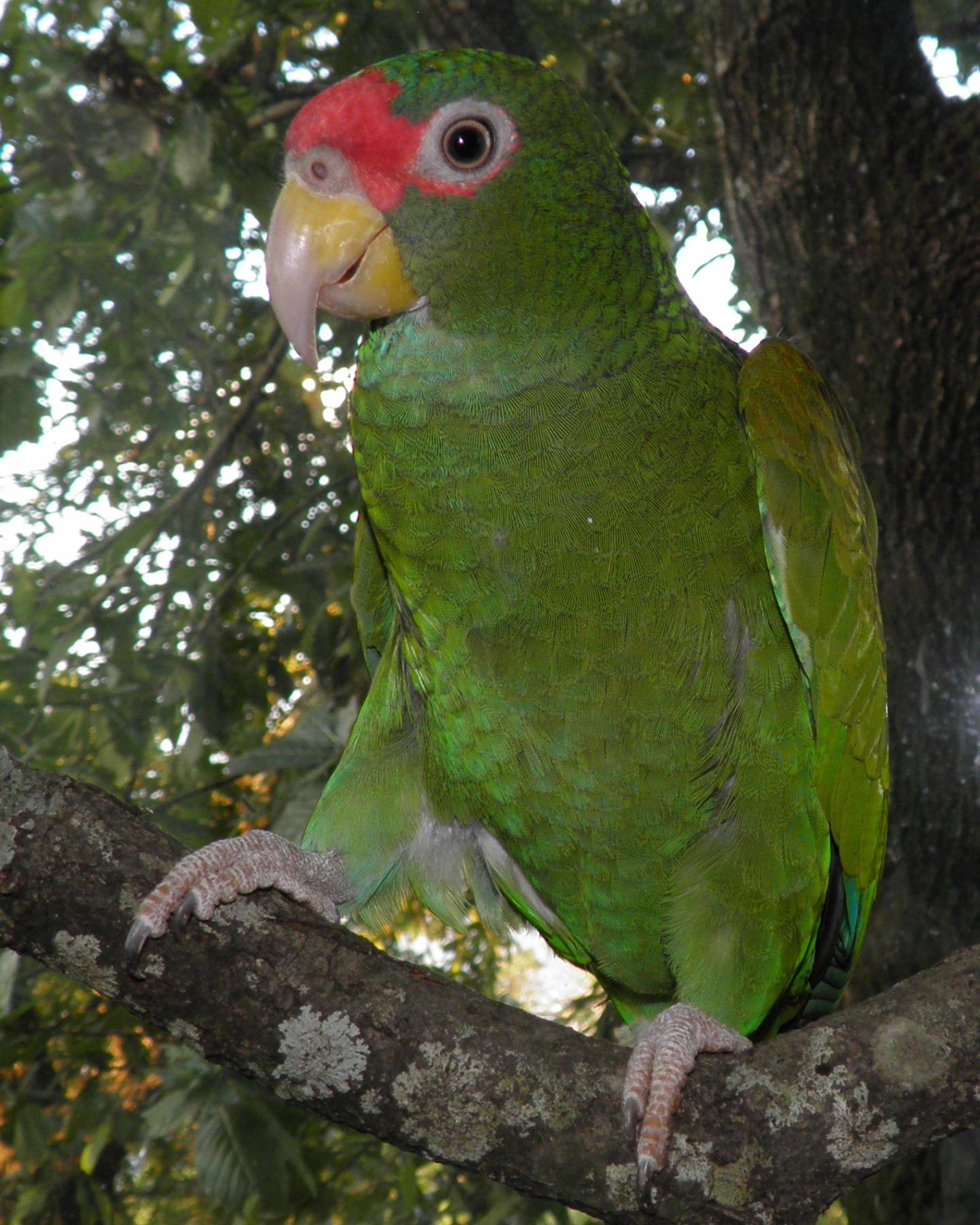 <em>Amazona gomezgarzai</em> -- Male