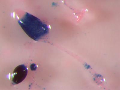 Cheating Slime Mold Gets the Upper Hand (2 of 3)