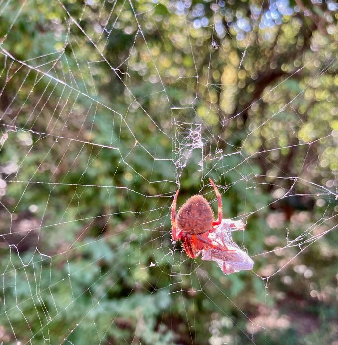 Neoscona (orbweaver) spider