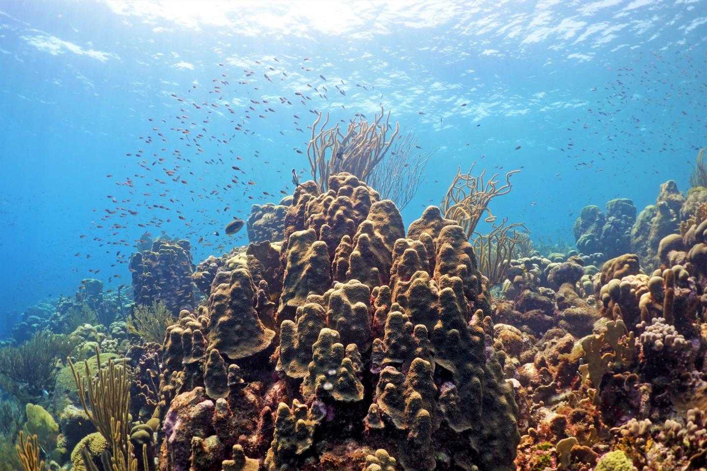 Competition between coral and algae on a reef is mediated