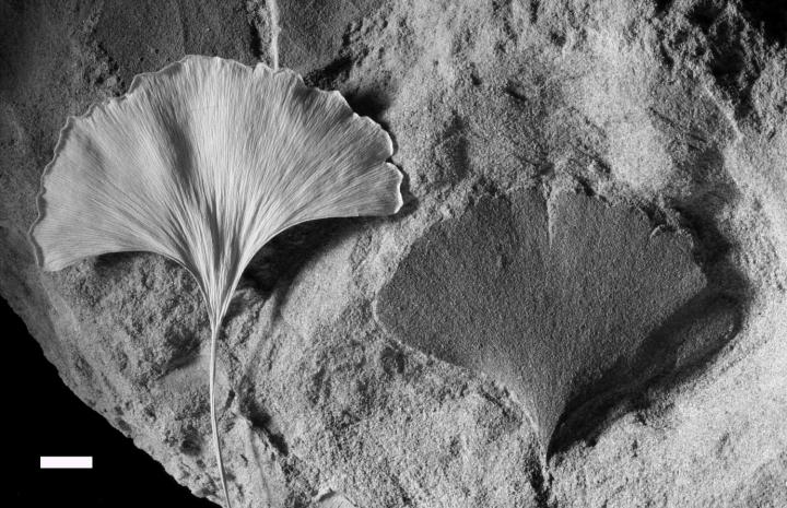 Living and Fossilized Ginkgo Leaf