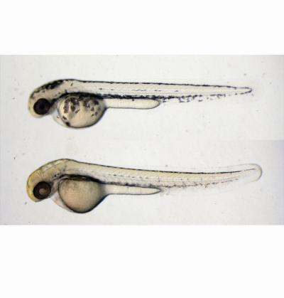 Fungal Compound Causes Less Pigmentation in Zebrafish Embryos