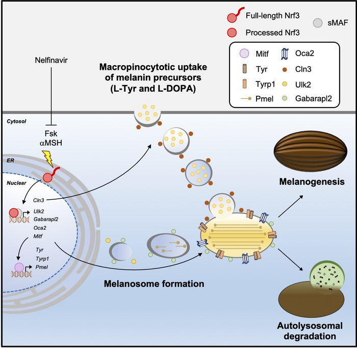 Mechanistic insights into Nrf3-mediated melanogenesis
