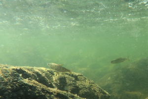 Juvenile Chinook salmon