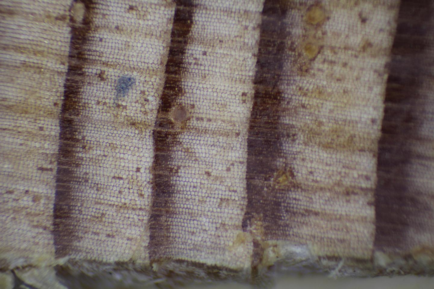 Storm Tracers: Tree Rings Detail Pacific Storm Track Variation in Recent Decades (2 of 8)