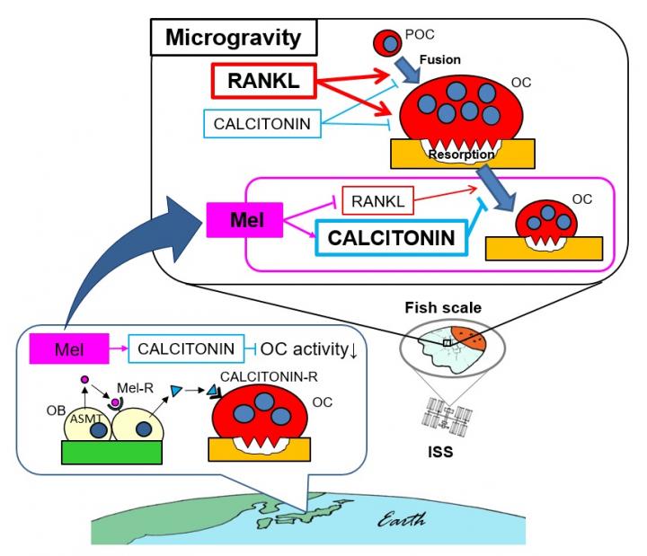 Figure 3: Outline of Research Results