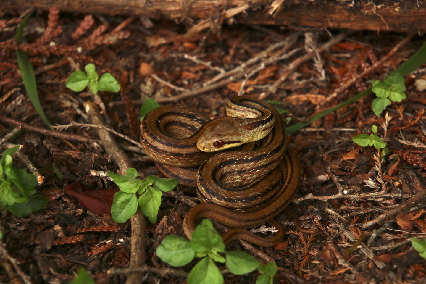 Coiled rat snake