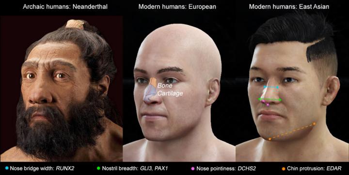 Specifc Genes Drive the Shape of Noses