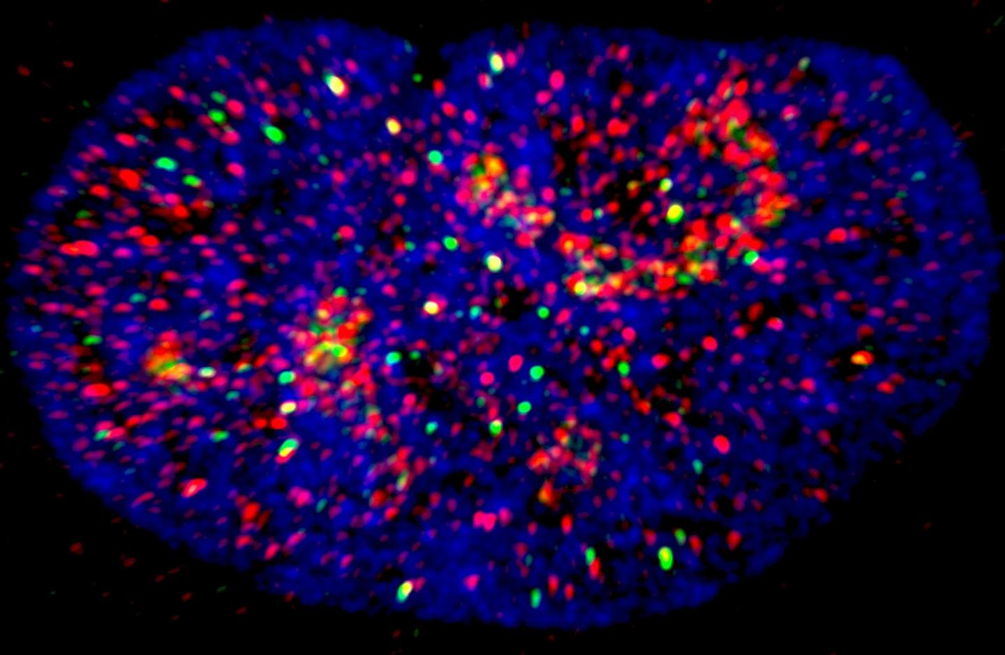 Nucleus of Human Pulmonary Artery Endothelial Cell