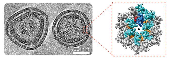 HTLV-1 virus-like particles