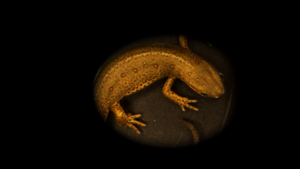 Salamander