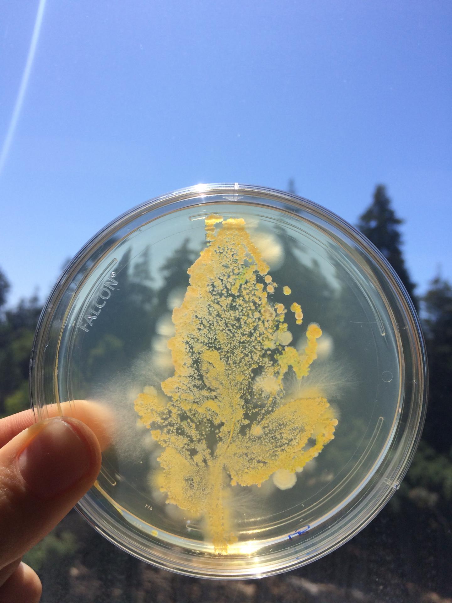 Leaf Microbial Community