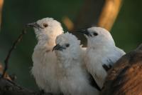 Adult Southern Pied Babblers Sit Together Peacefully and Groom One Another, South Africa