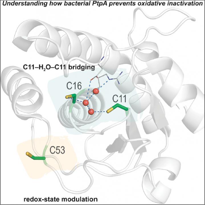 <i>M. tuberculosis</i> Phosphatase Structure with Cysteine Residues 11 and 16