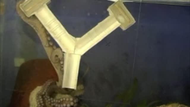 Video Showing Octopuses Navigating the Maze