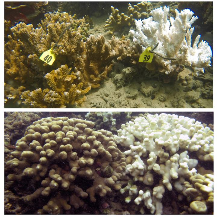 Rice Coral and Finger Coral