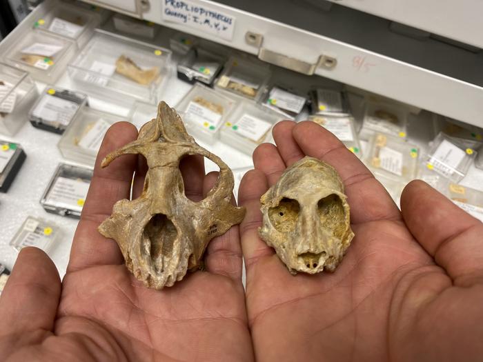 Skulls of 29 million year old primates used in this study