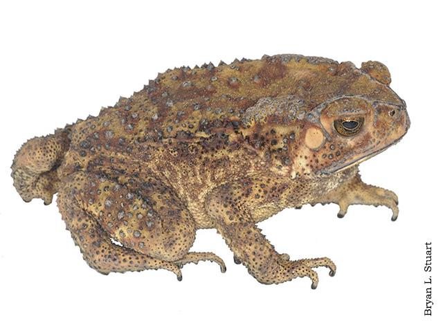 Asian Common Toad