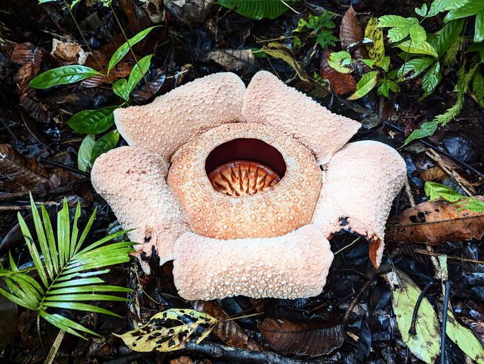 Rafflesia bengkuluensis, Sumatra