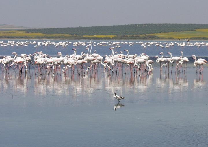 Flamingos