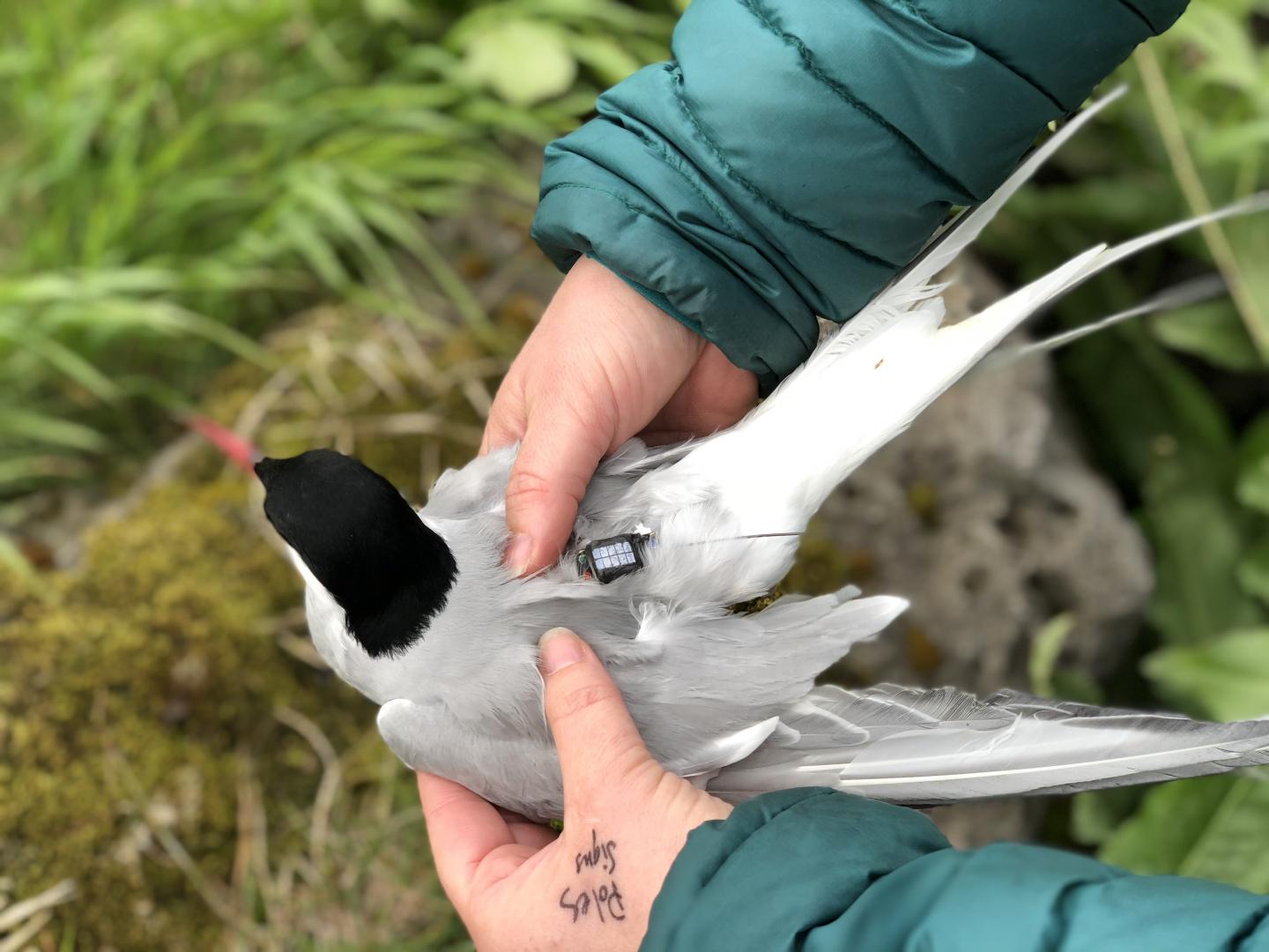 Arctic Tern with GPS tag
