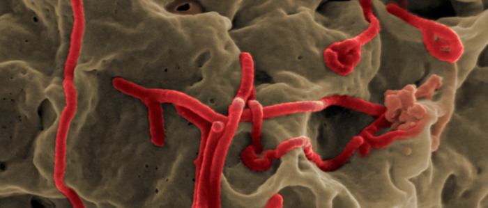 A new route for interfering with Ebola virus infection