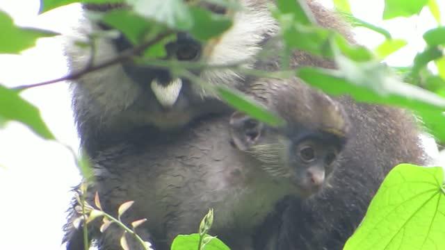 Monkeys See, Monkeys Do Cross Species Boundary