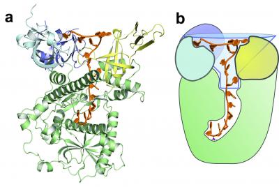 Dis3l2, Protein That Maintains Stem Cell Identity, Uses A Funnel-like Opening To 'Read' Messages Tar
