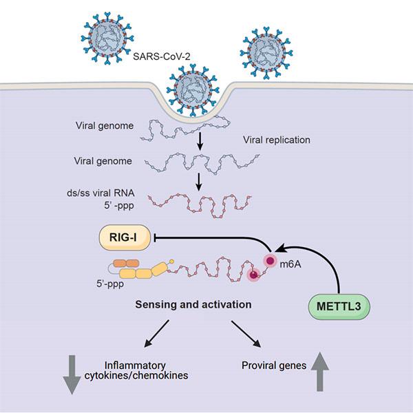 How Sars Cov 2 Hijacks Human Cells To Evade I Eurekalert