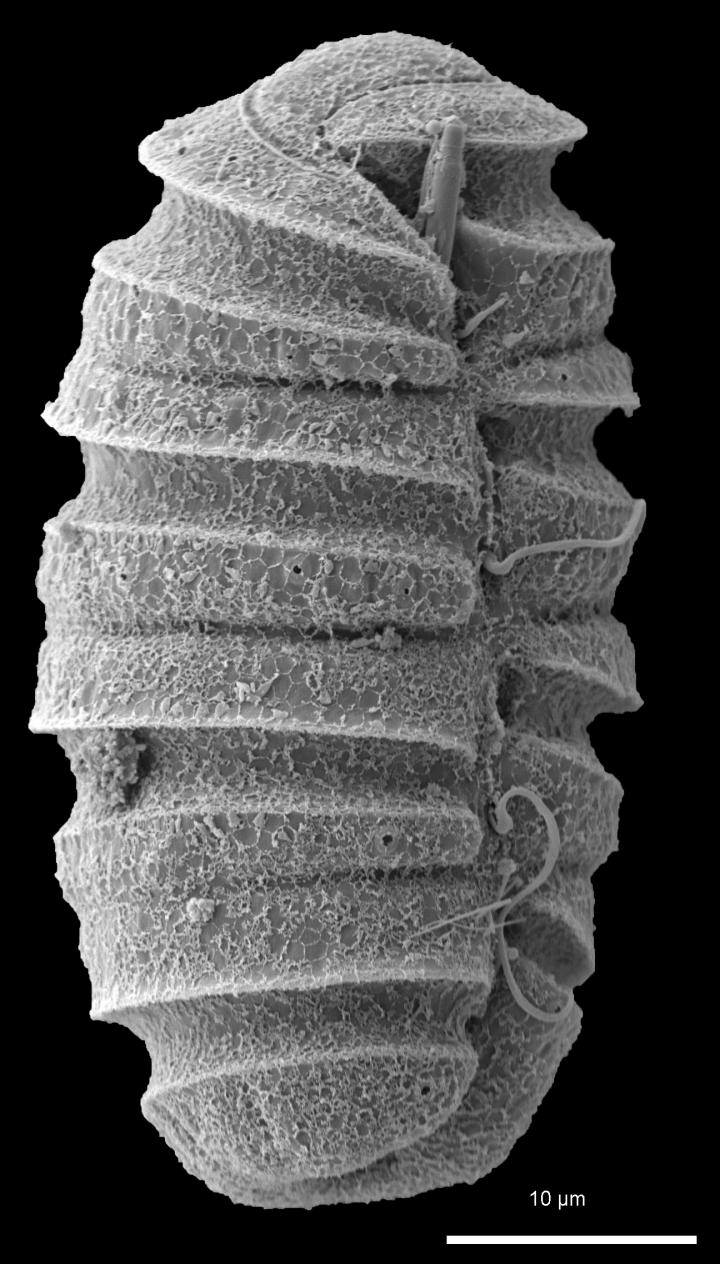 Evolution of Complex Ballistic 'Harpoons' in EurekAlert!