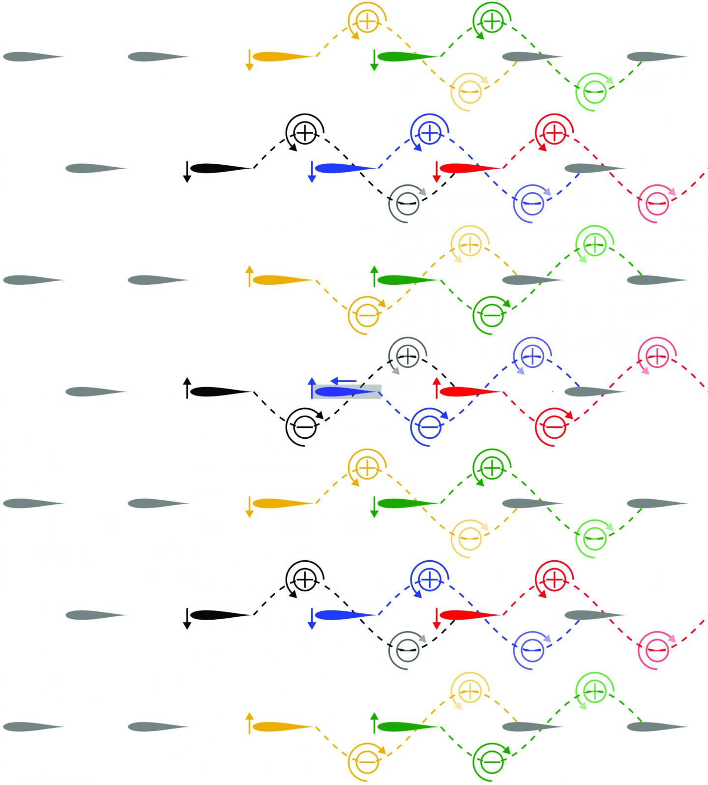 A Depiction of An Optimal School of Swimmers