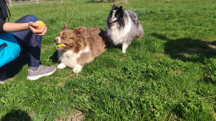 Social dynamics of family dogs – A peek behind hierarchies