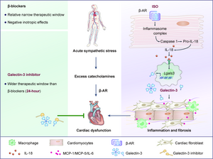 Illustration showing galectin-3-centered paracrine network mediates cardiac inflammation and fibrosis upon β-adrenergic insult.