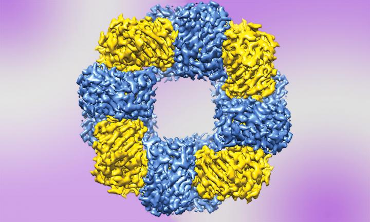 Synthetic Protein Nanostructure