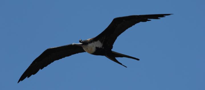 Frigatebirds