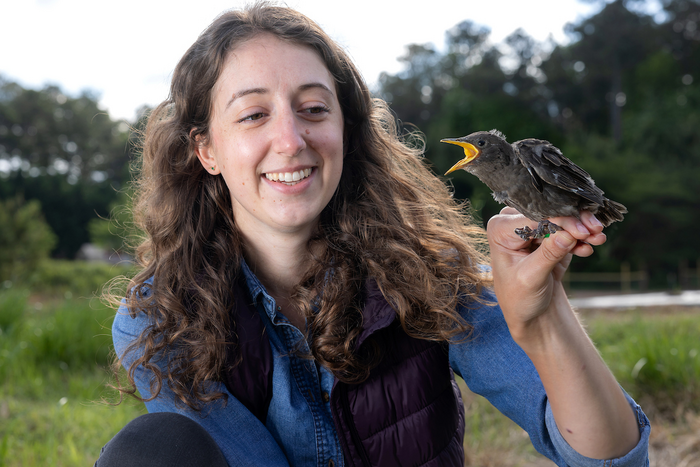 Studying pollution effects in birds