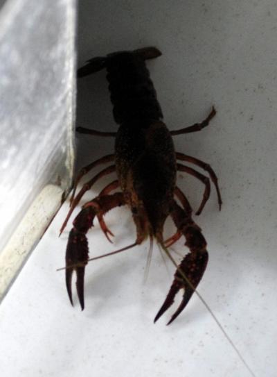 Anxious Crayfish Can Be Treated Like Humans (3 of 8)