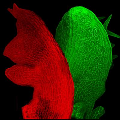 Surprisingly Long Evolutionary Route to Simple Leaf Shape (3 of 4)