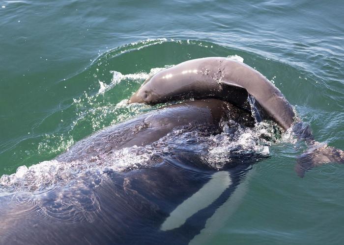 Killer whale harasses porpoise
