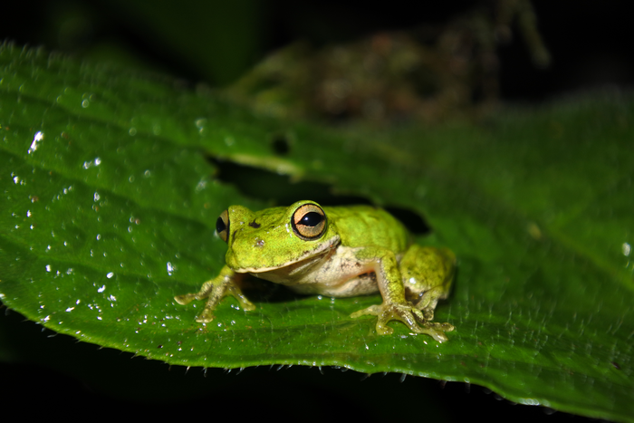 Duellmanohyla ignicolor [IMAGE] EurekAlert! Science News Releases