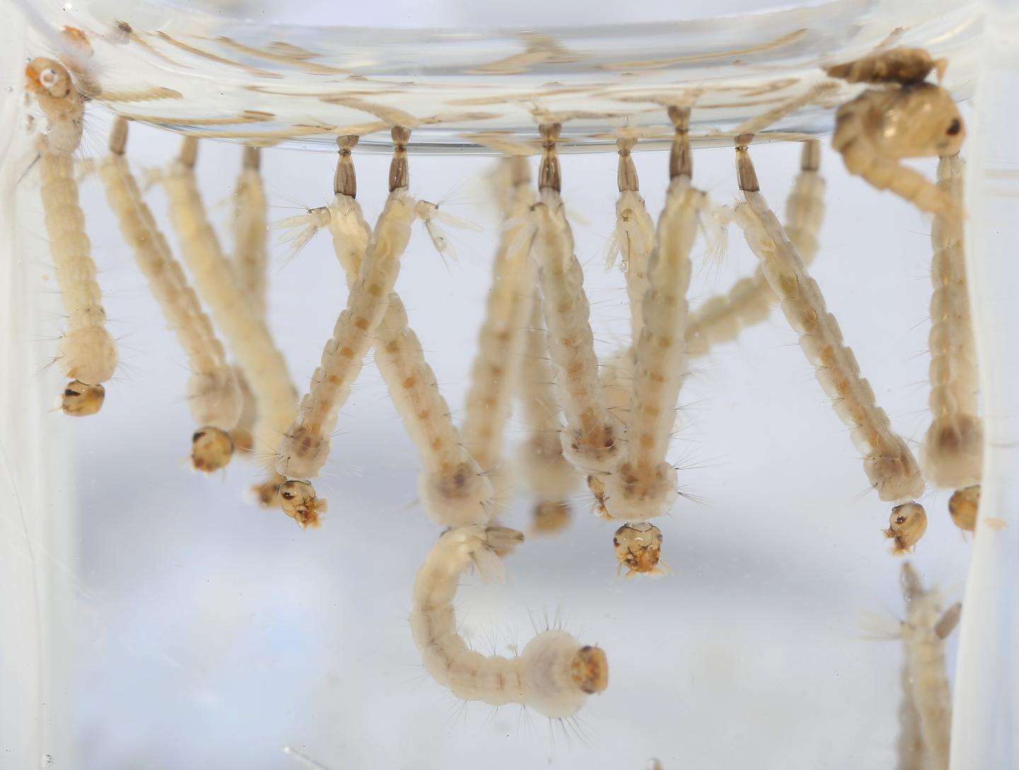 Dopamine Receptor Antagonists Highly Selective for Mosquitoes