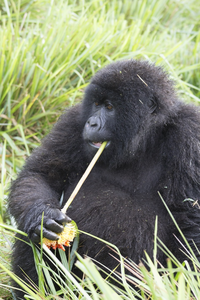 Mountain gorilla chewing plant in wild