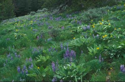 Plants and Their Environments (1 of 3)